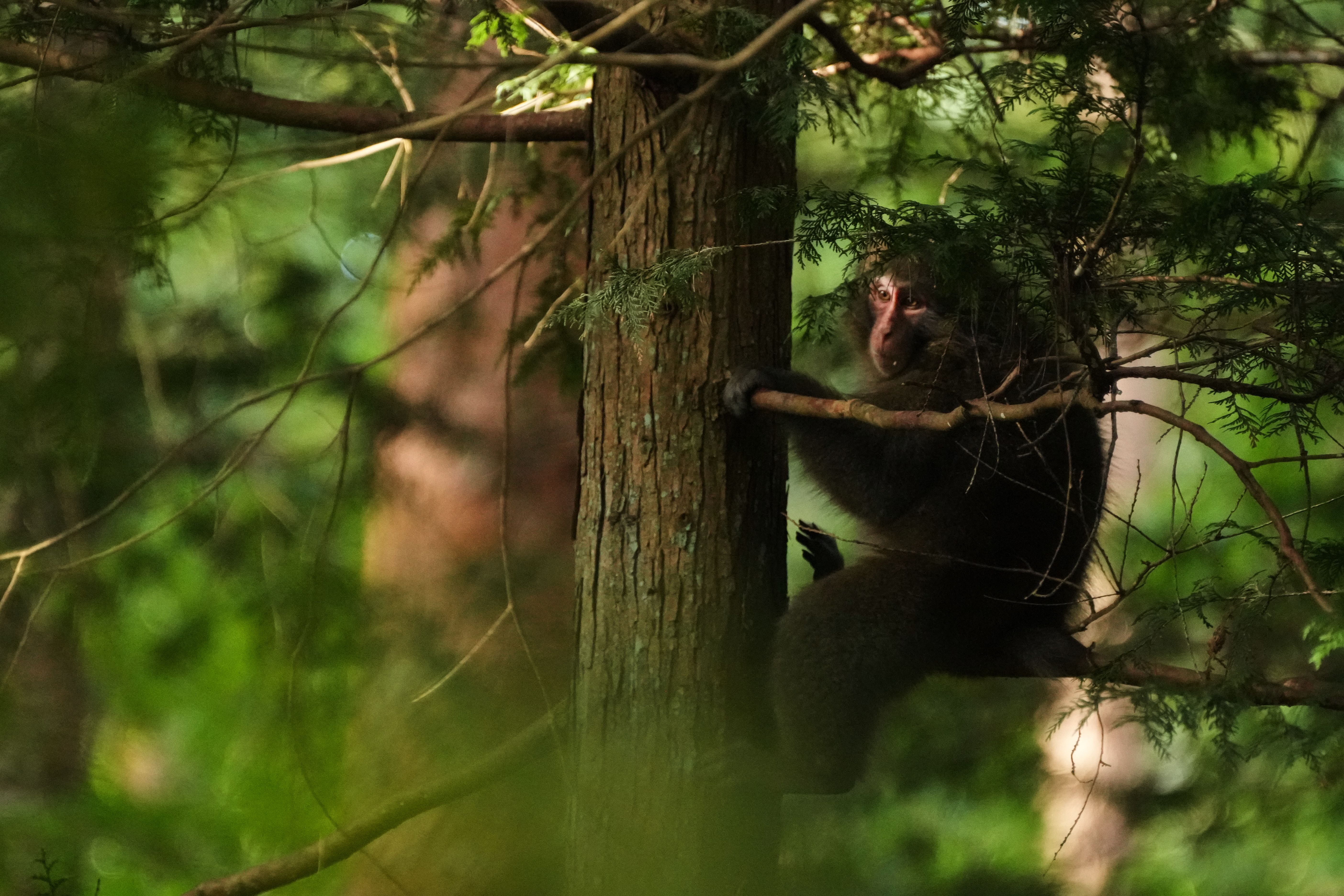 In Japan's Northern Alps, residents battle monkeys to protect