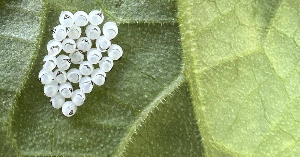 A stinky, destructive bug devours plants. Here's how to protect your garden - The Seattle Times