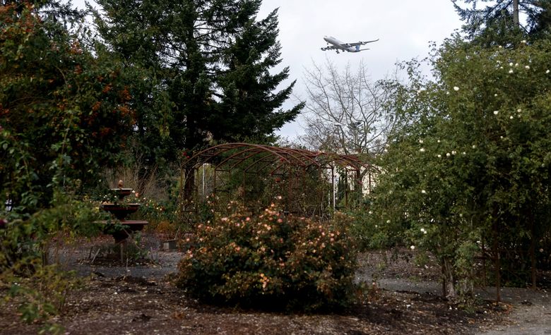 An Airbus A340 operated by Lufthansa flies over the botanical garden. (Nick Wagner / The Seattle Times)
