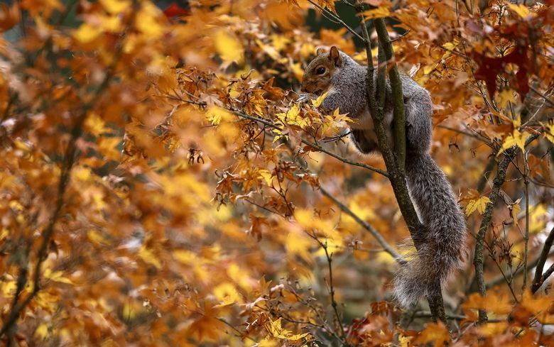 A squirrel feasts in a Japanese maple tree at the garden. (Nick Wagner / The Seattle Times)