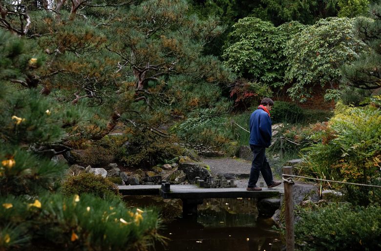 A visitor walks on the yatsuhashi or zigzag bridge inside the Seike Japanese Garden at the botanical garden. (Nick Wagner / The Seattle Times)