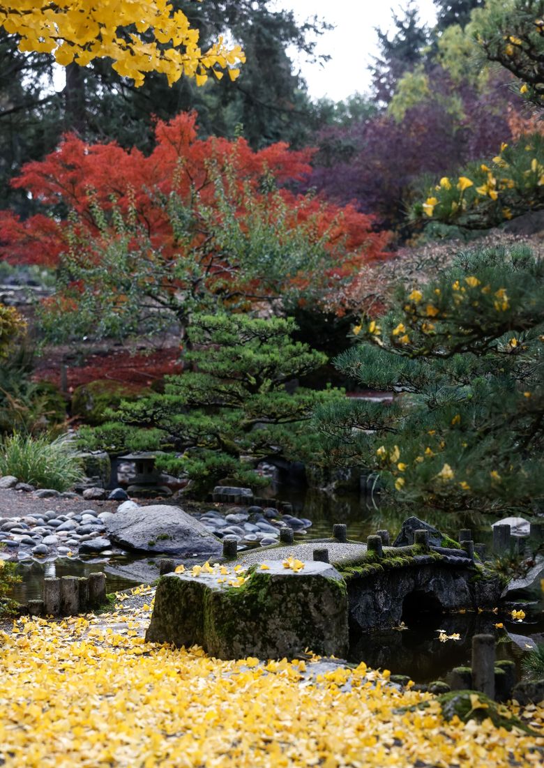 Fall colors of ginkgos, maples and other plants shine against evergreens in the gardens. (Nick Wagner / The Seattle Times)