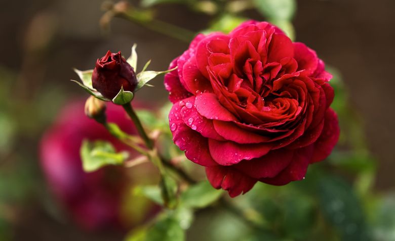 Raindrops cling to roses at Highline SeaTac Botanical Garden which includes plants and structures from two home gardens that were moved to make way for a runway expansion at Sea-Tac Airport. (Nick Wagner / The Seattle Times) 