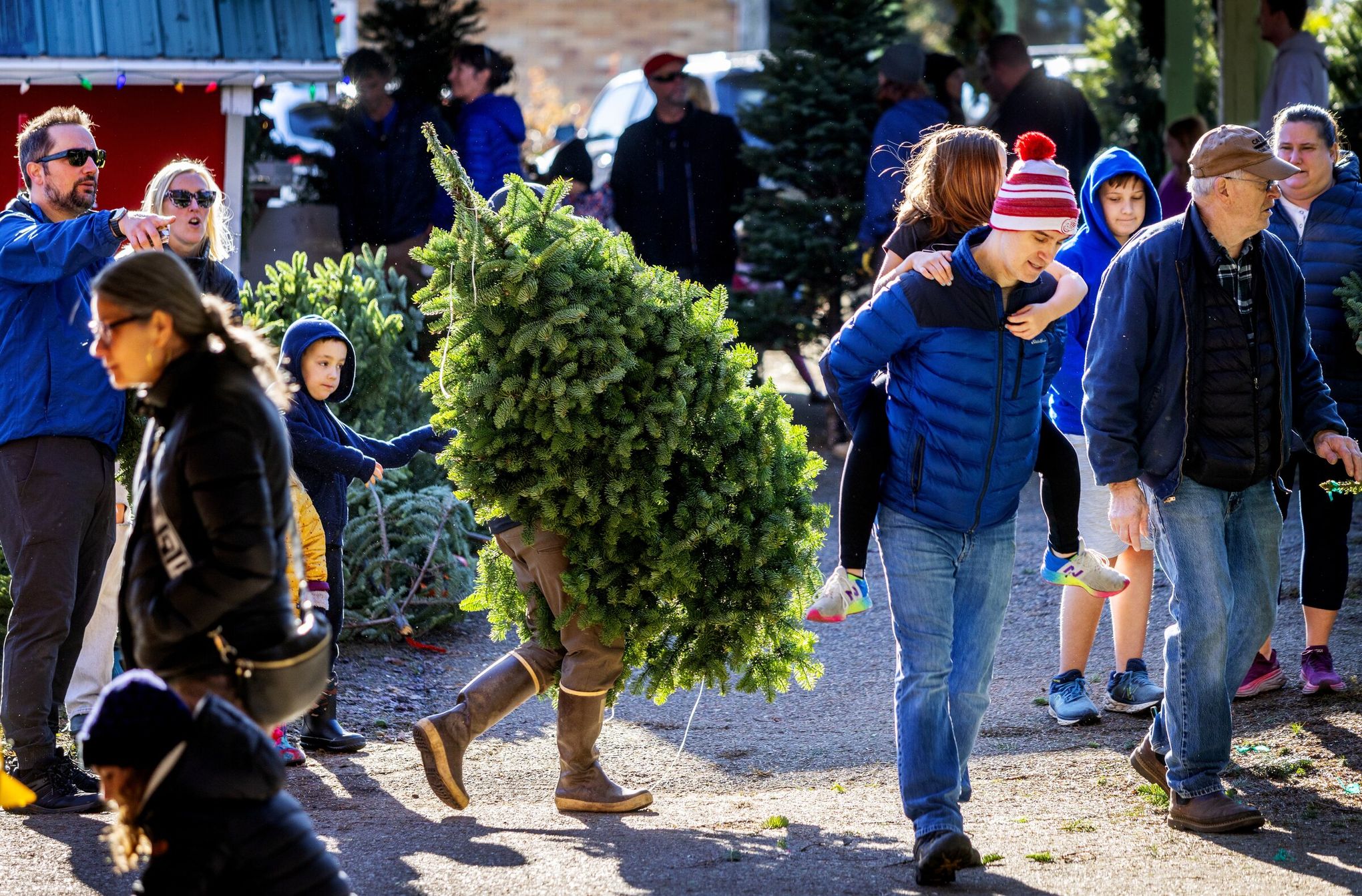 Hunter Farms offers more than Christmas trees — but there are plenty of  those, too | The Seattle Times, image size:2040x1342