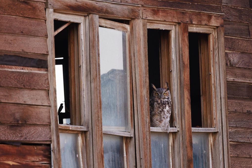 A Great Horned Owl perches in the former schoolhouse near the Beaver Creek Wind Farm in Stillwater County, Montana. (Erika Schultz / The Seattle Times)
