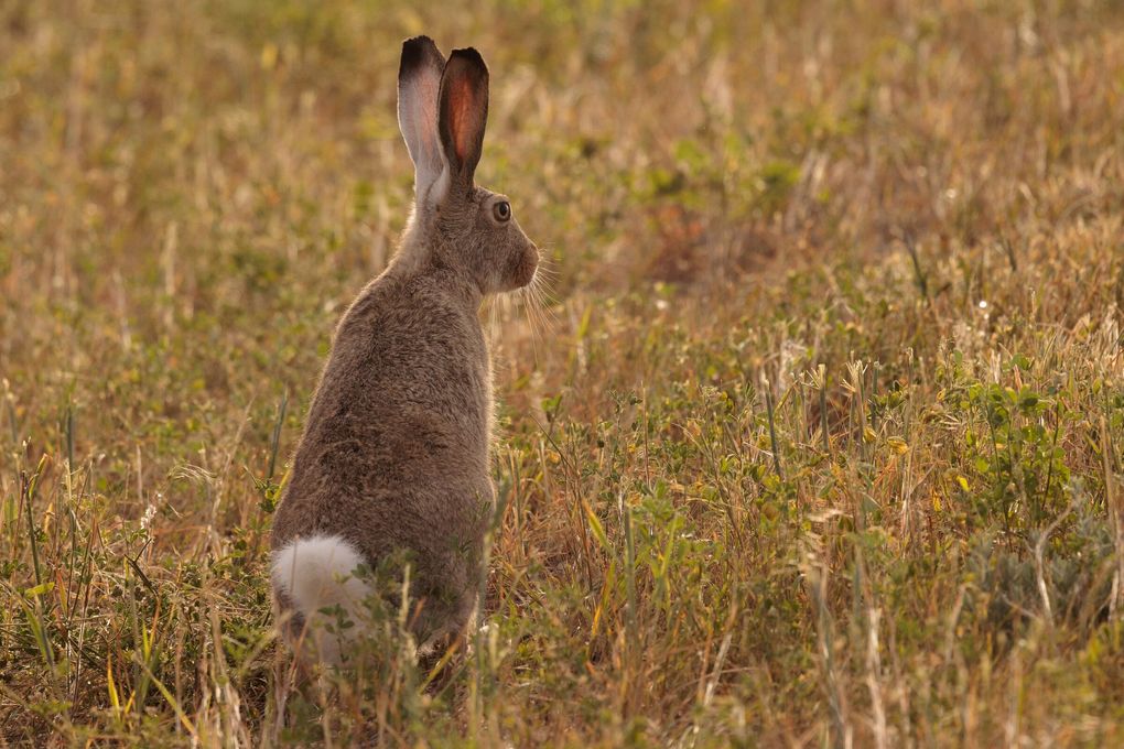 A white-tailed jackrabbit hops through Beaver Creek Wind Farm in Stillwater County, Montana. (Erika Schultz / The Seattle Times)