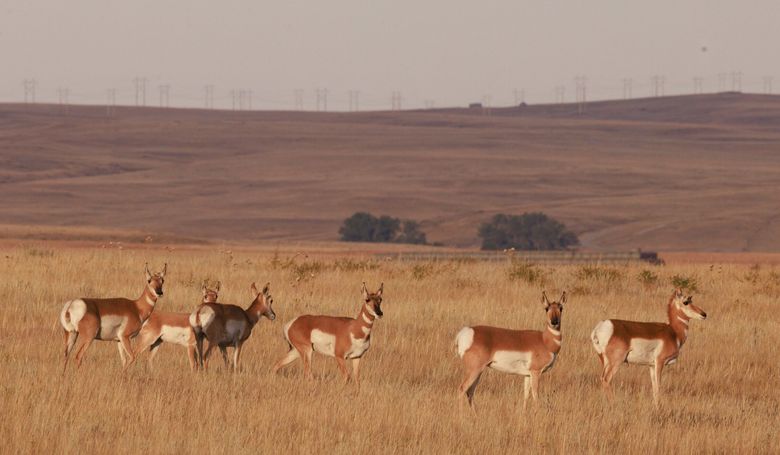With transmission lines on the horizon, pronghorn antelope roam near the Beaver Creek wind farm in Stillwater County, Mont. (Erika Schultz / The Seattle Times)