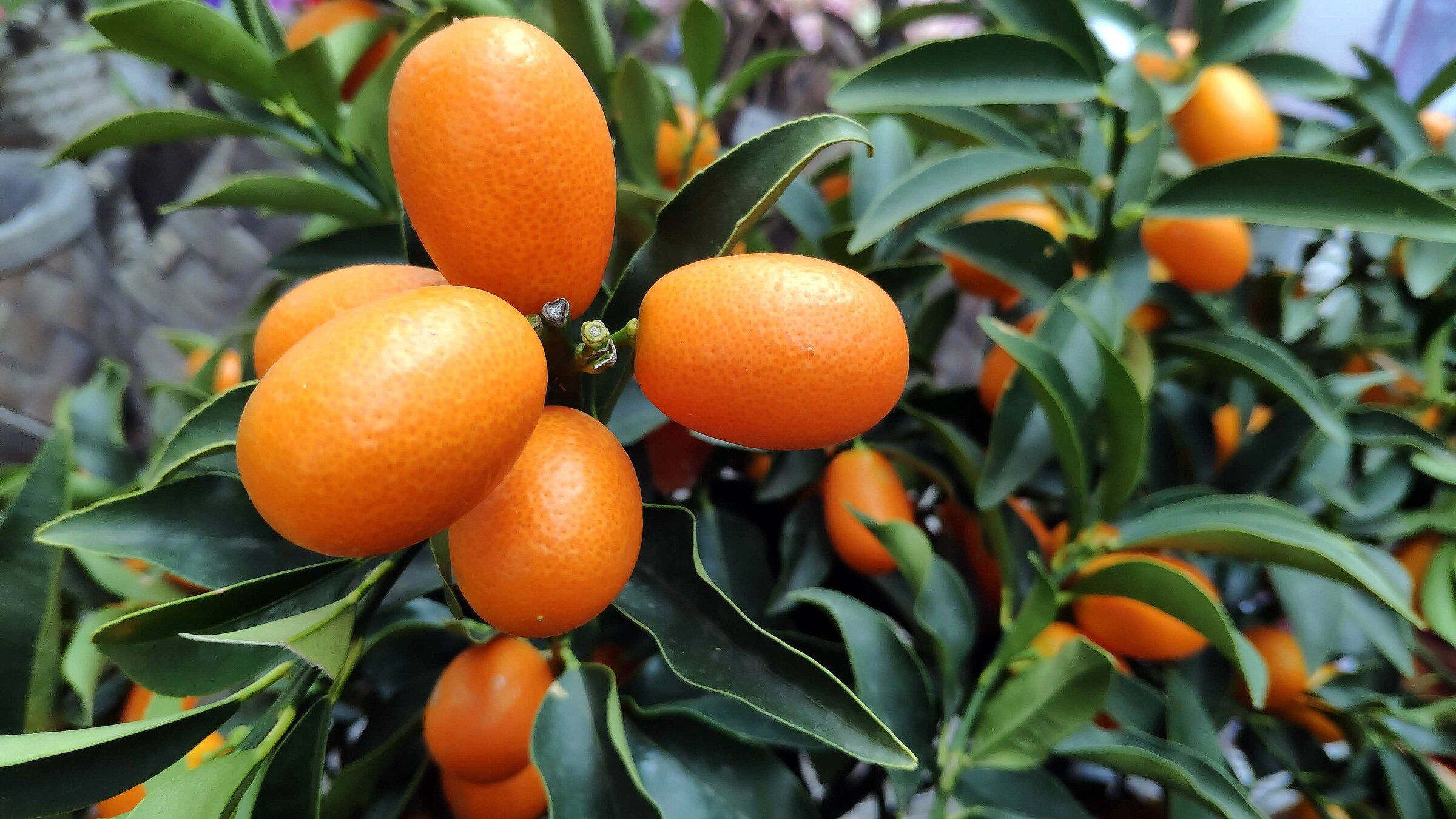 How to grow citrus plants in your garden for sweet success | The