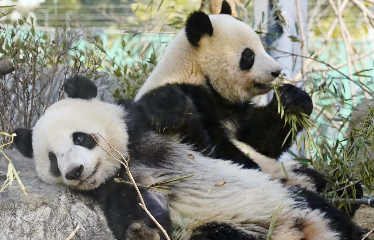 2025/07/23注文分(*」´□`)」f.pandaさんの専用だよー！ Japan will be without a panda for the first time in 50 years after