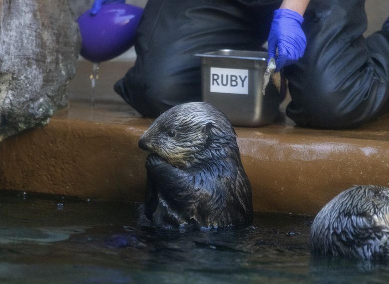 Seattle's newest California transplant: A spotlight-stealing sea otter |  The Seattle Times