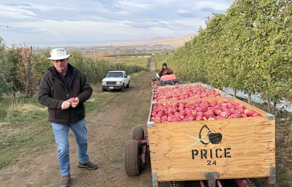 In WA orchards, immigration crackdown sows fear and uncertainty