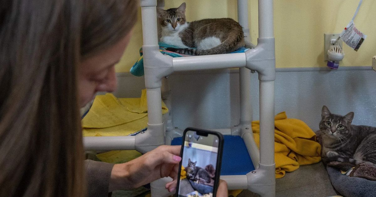 One woman’s passionate social media posts are getting dogs adopted ...
