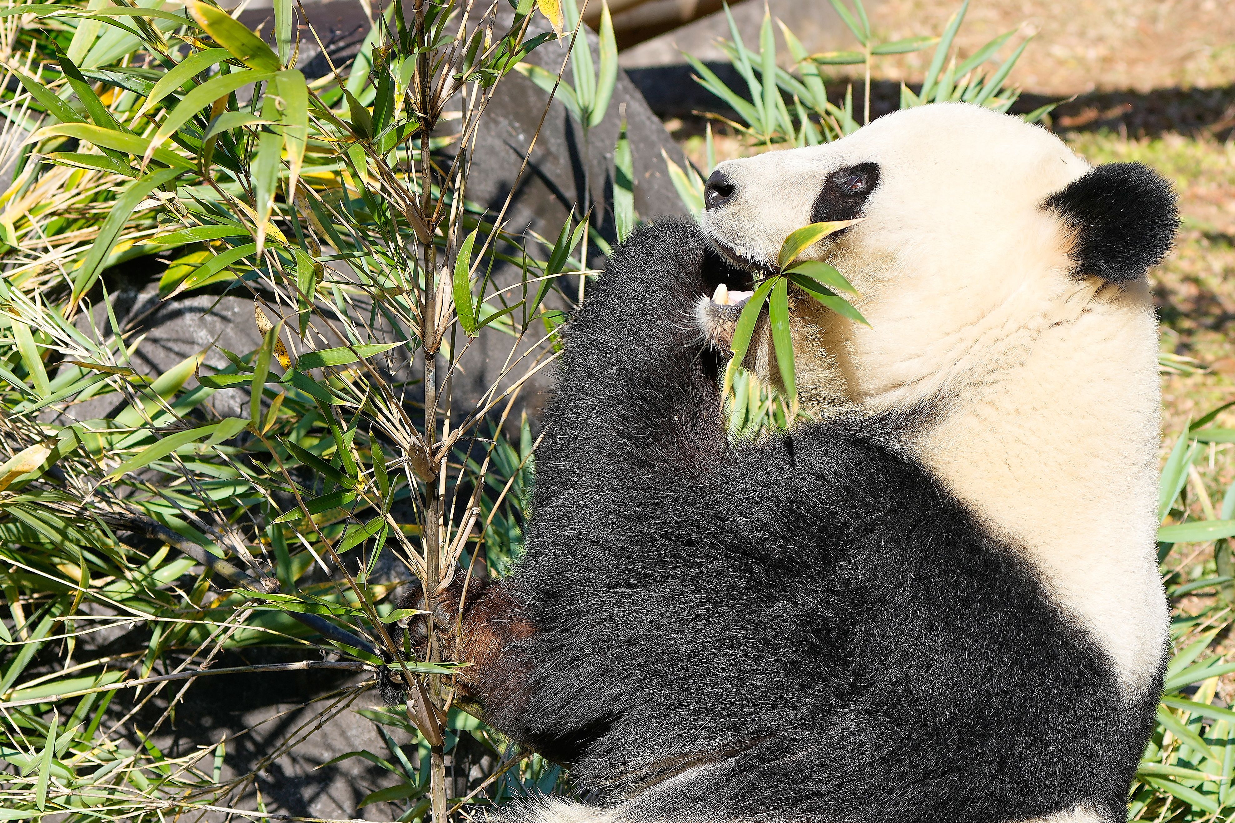 Thousands flock to a Tokyo zoo to see the last 2 pandas in Japan