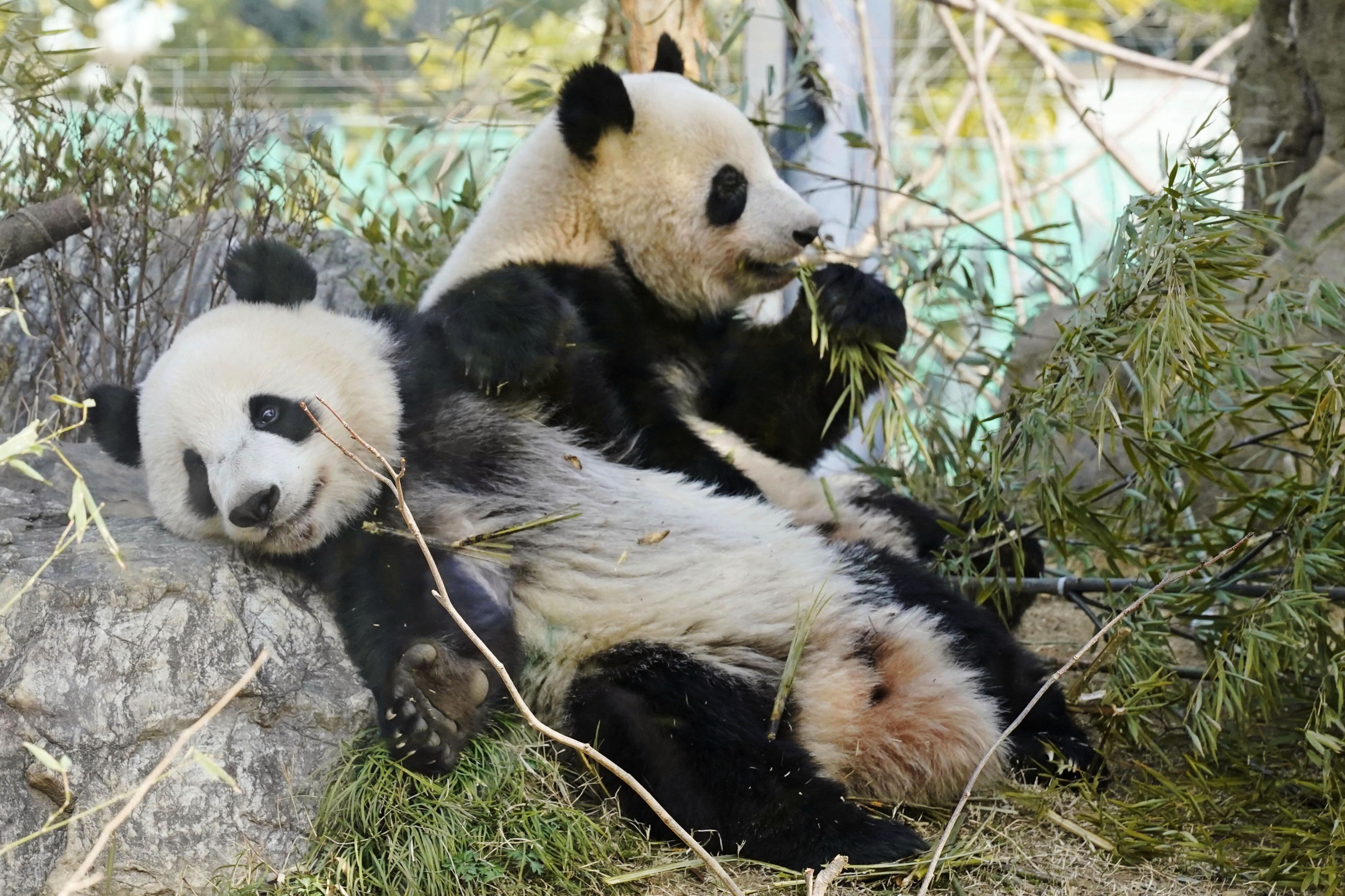 Japan will be without a panda for the first time in 50 years after