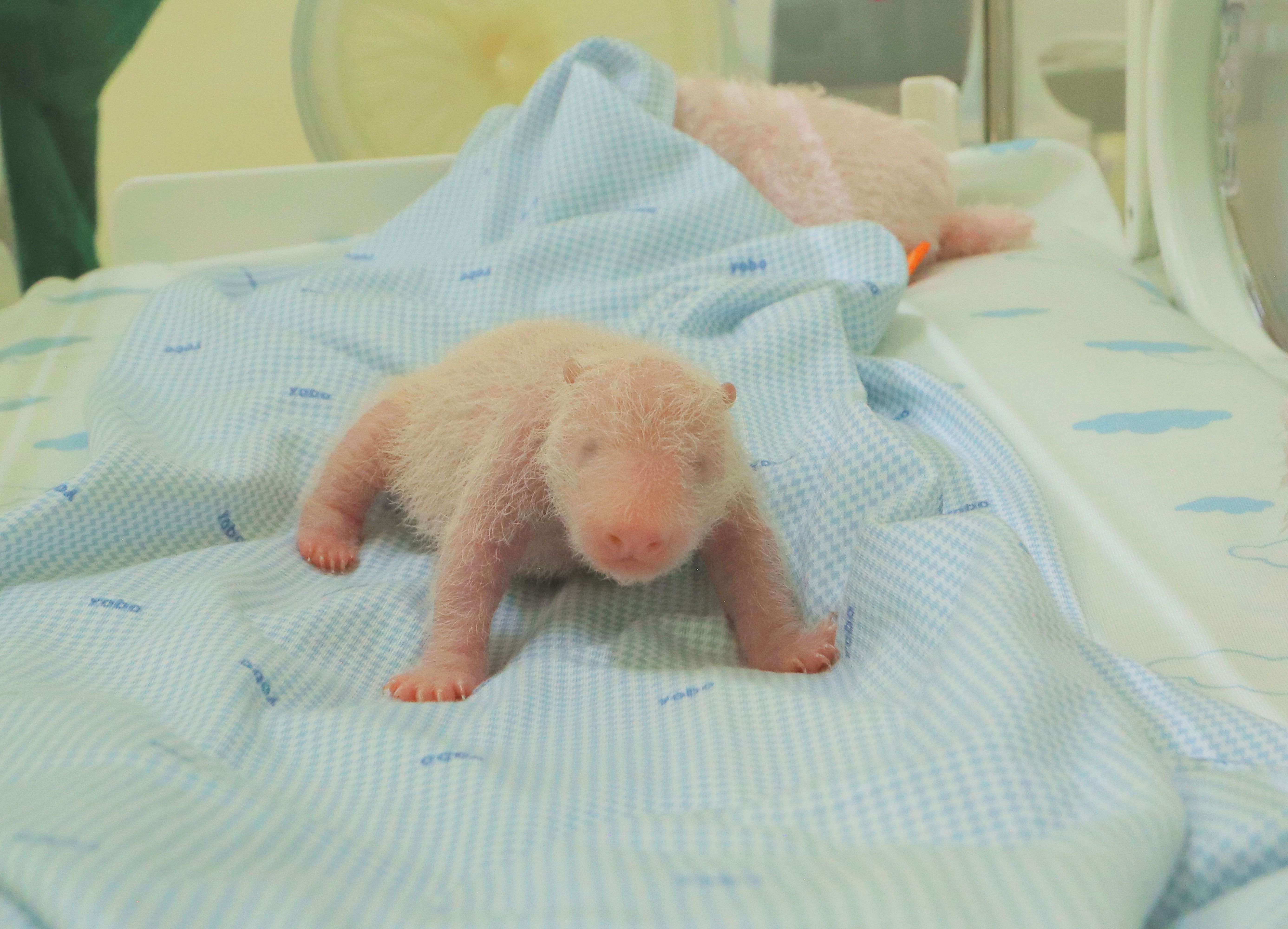 The first giant panda cub born in Indonesia squeals and squirms in