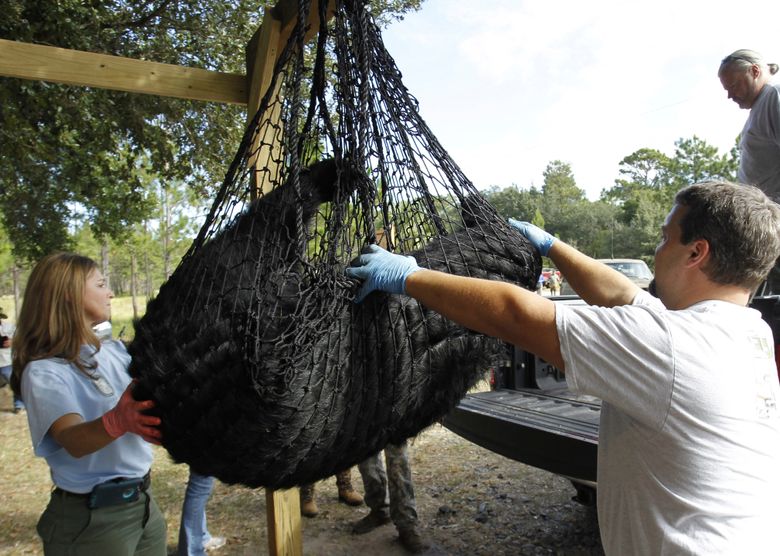 FILE – A black bear is weighed by FWC Biologists Alyssa Simmons and Mike Orlando at the Rock Springs Run Wildlife Management Area near Lake Mary, Fla., Oct. 24, 2015. (Luis Santana/Tampa Bay Times via AP, file)