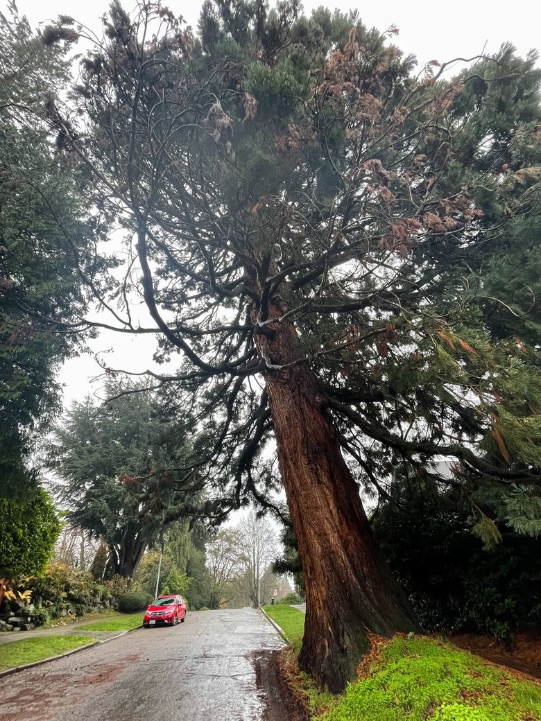 Rare and massive, giant sequoias flourish in Seattle | The Seattle Times
