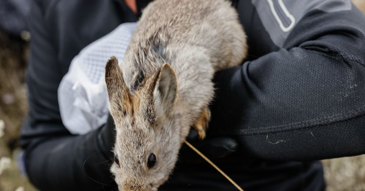 Pygmy Rabbit Enemies Pygmy rabbits are vital to the Columbia Basin. Will they survive? | The ...
