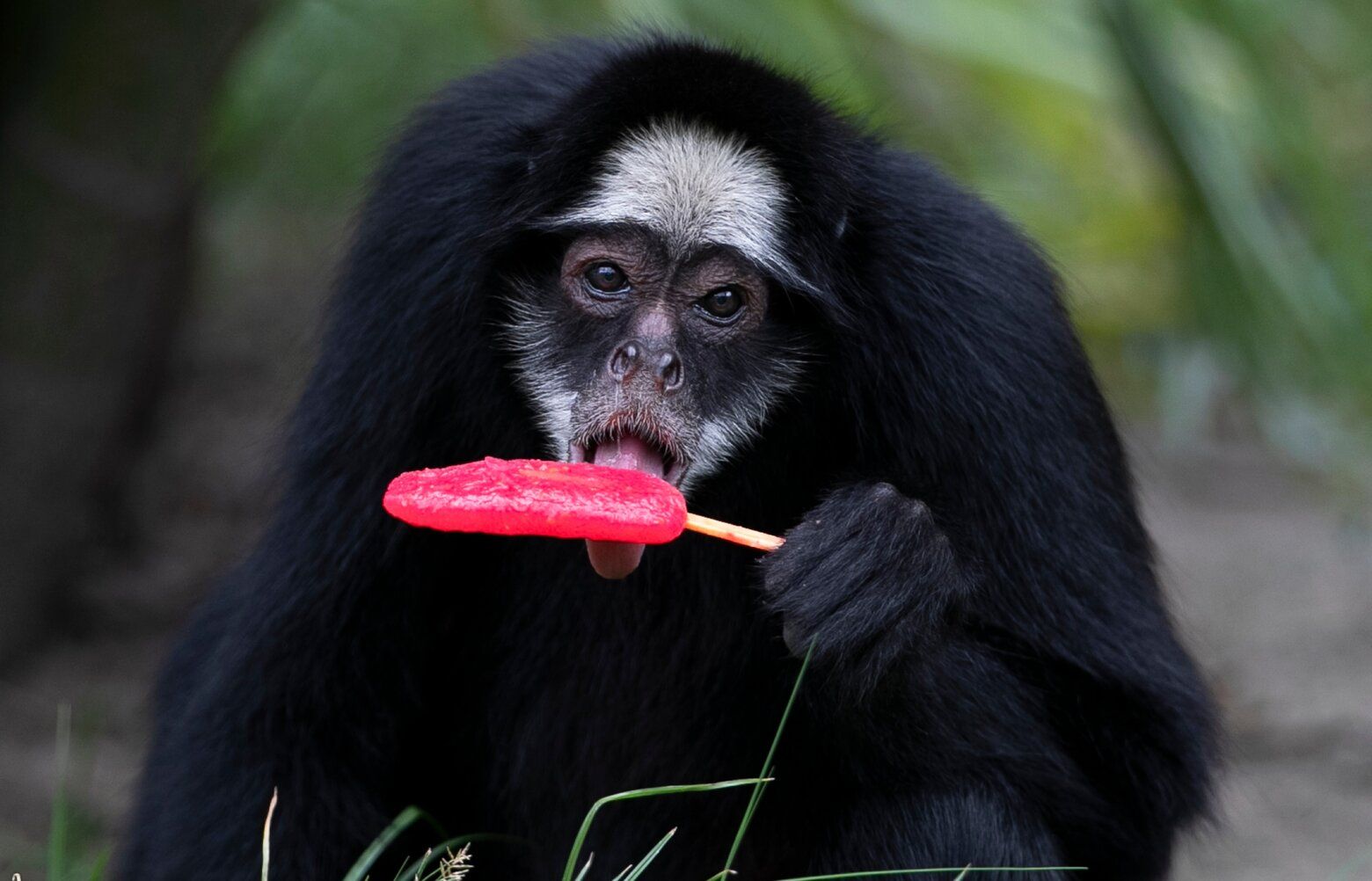 Rio de Janeiro zoo animals are treated to popsicles as the city