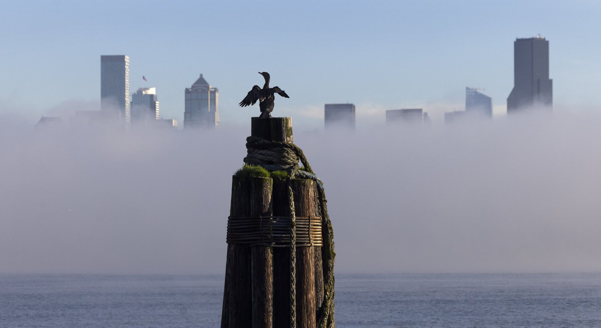 A large cormorant sits on a piling in Elliott Bay while the silhouette of Seattle is partially obscured by fog; photo taken Wednesday, Jan. 21, 2026. Temperatures are expected to be in the low 30s to mid-40s over the coming week. (Ellen Banner/The Seattle Times)