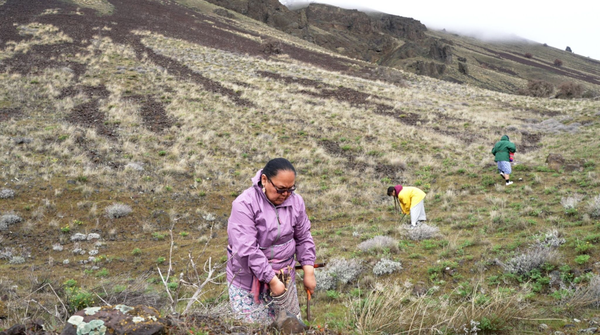 Members of the Kamiltpah group of the Yakama tribe gather traditional first foods. (Christopher Ward)