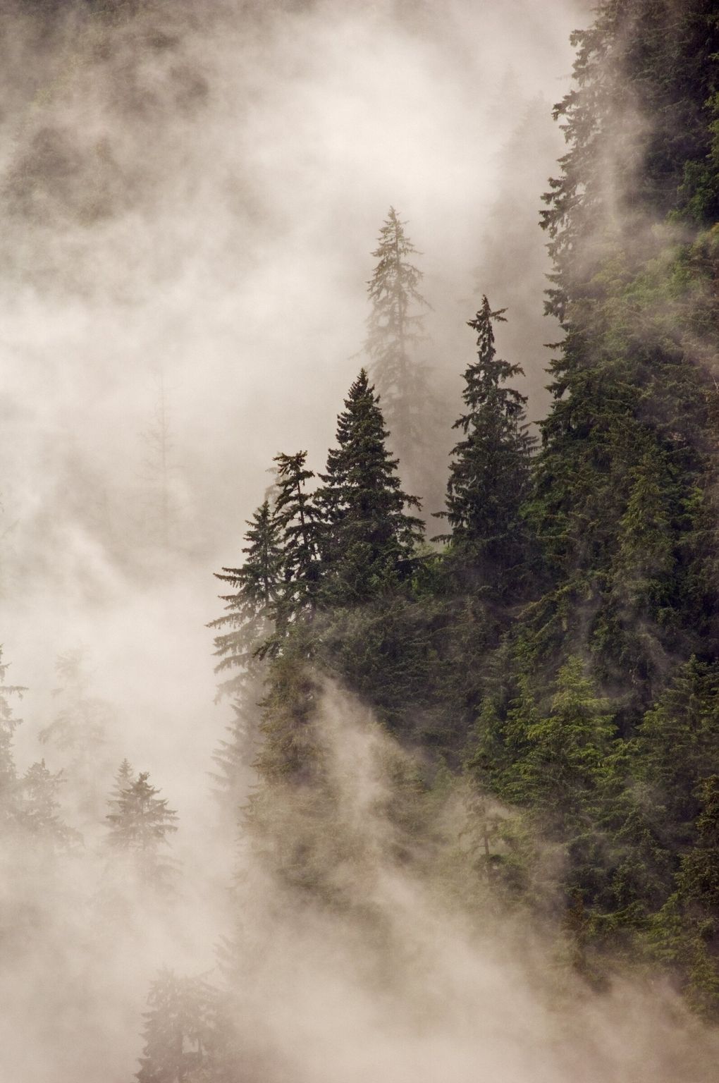 Often shrouded in mist and fog, the Tongass National Forest in Alaska is one of the last and largest temperate rainforests left on Earth, and the wildest and biggest national forest in the country. The Trump Administration wants to open some 9 million roadless acres of the Tongass to logging. (Amy Gulick)