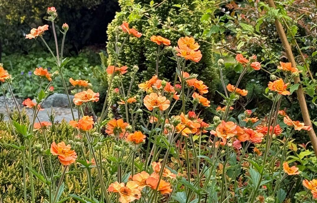 Cultivate the Rainbow: Incorporate dramatic reds and oranges in your garden