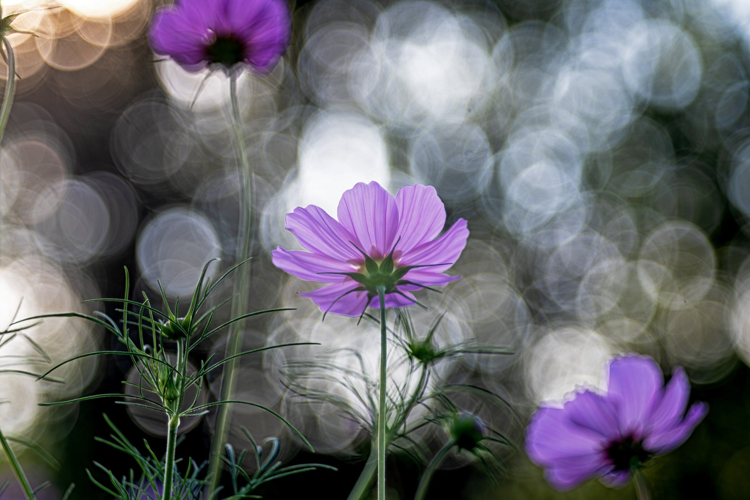 Bokeh brings out the best in cosmos | The Seattle Times