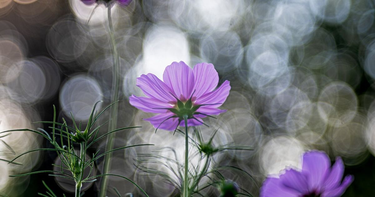 Bokeh brings out the best in cosmos