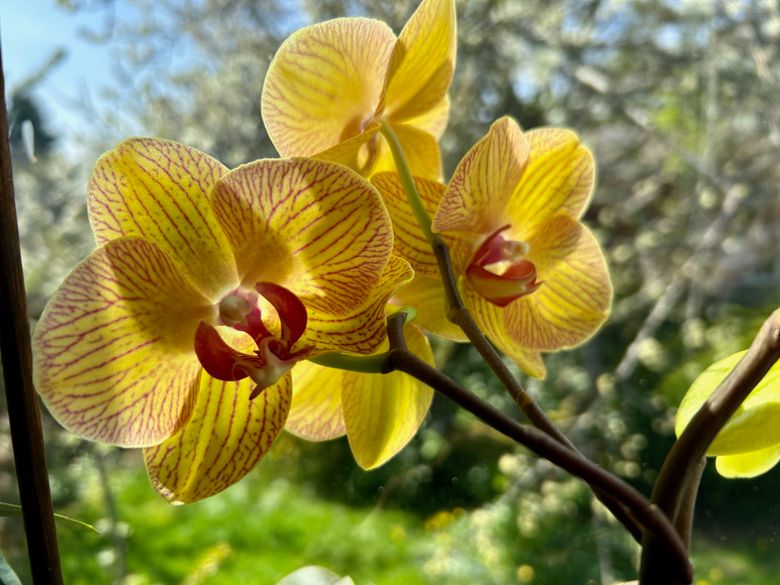 Maximizing light and space for houseplants | The Seattle Times