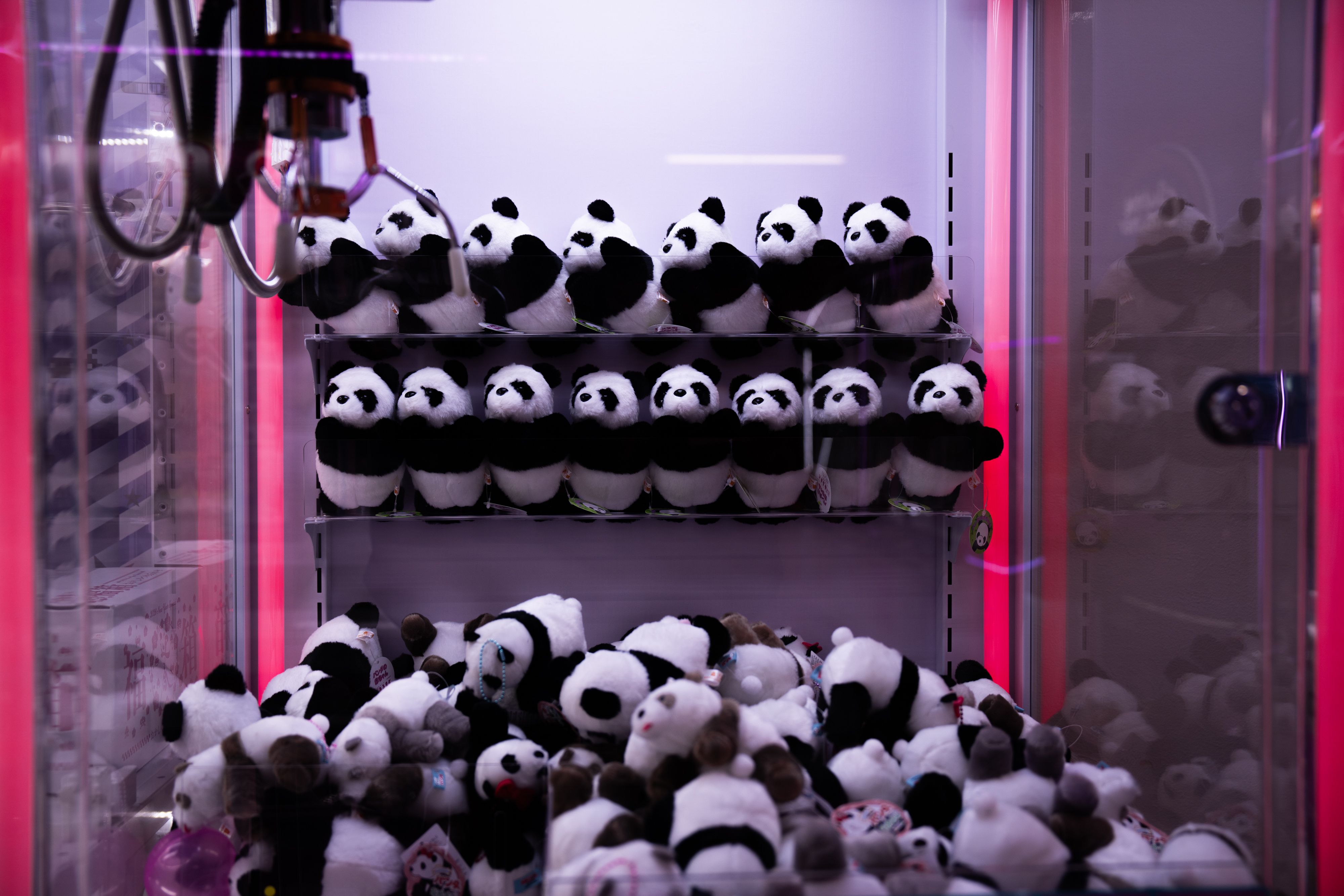 The last 2 pandas in Japan are leaving for China as ties are