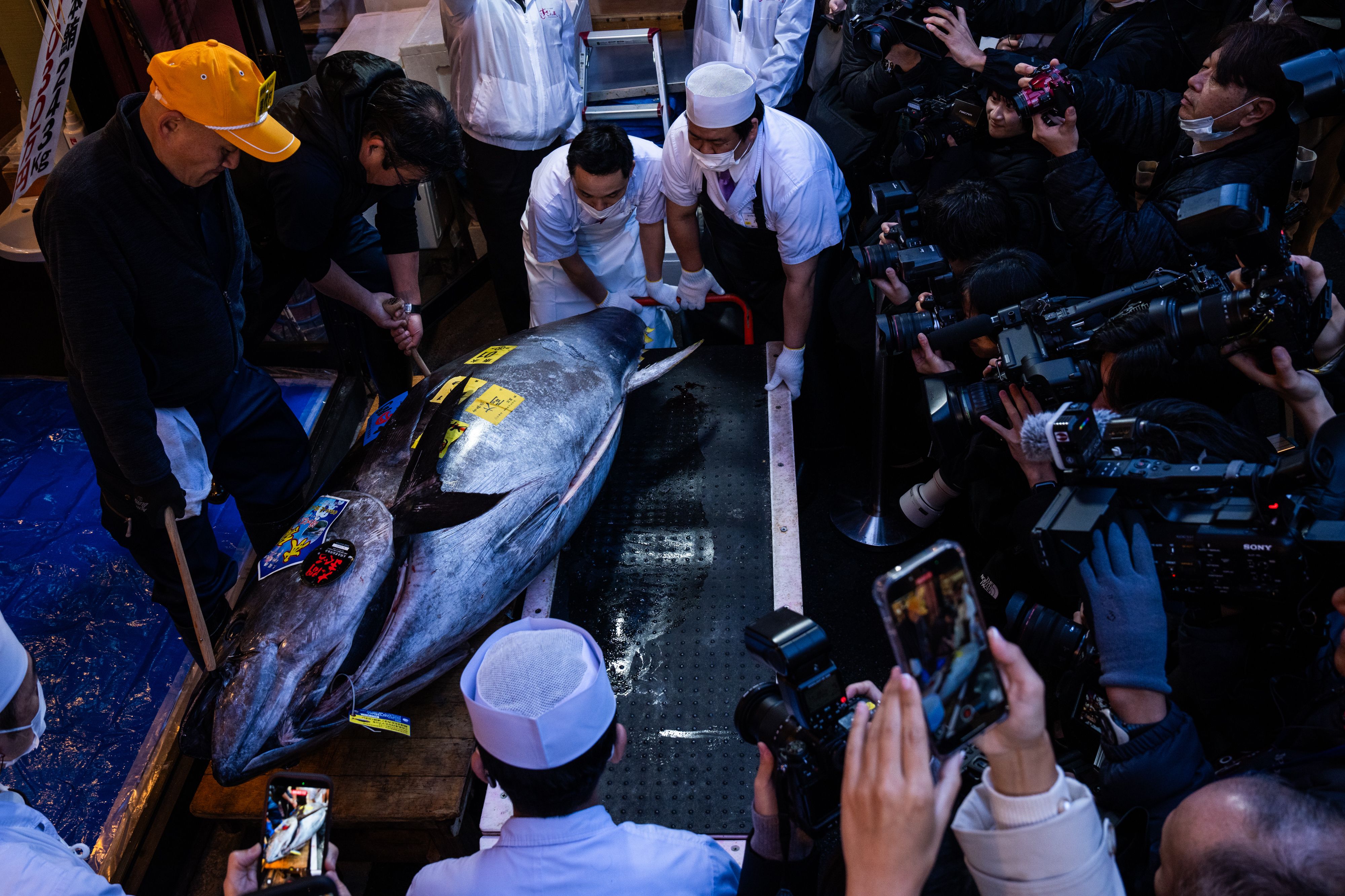 That's some pricey fish: A glimpse into Japan's New Year's tuna