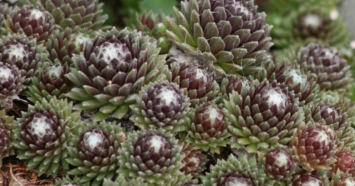 Great Plant Picks for 2026 focuses on waterwise beauties that thrive PNW