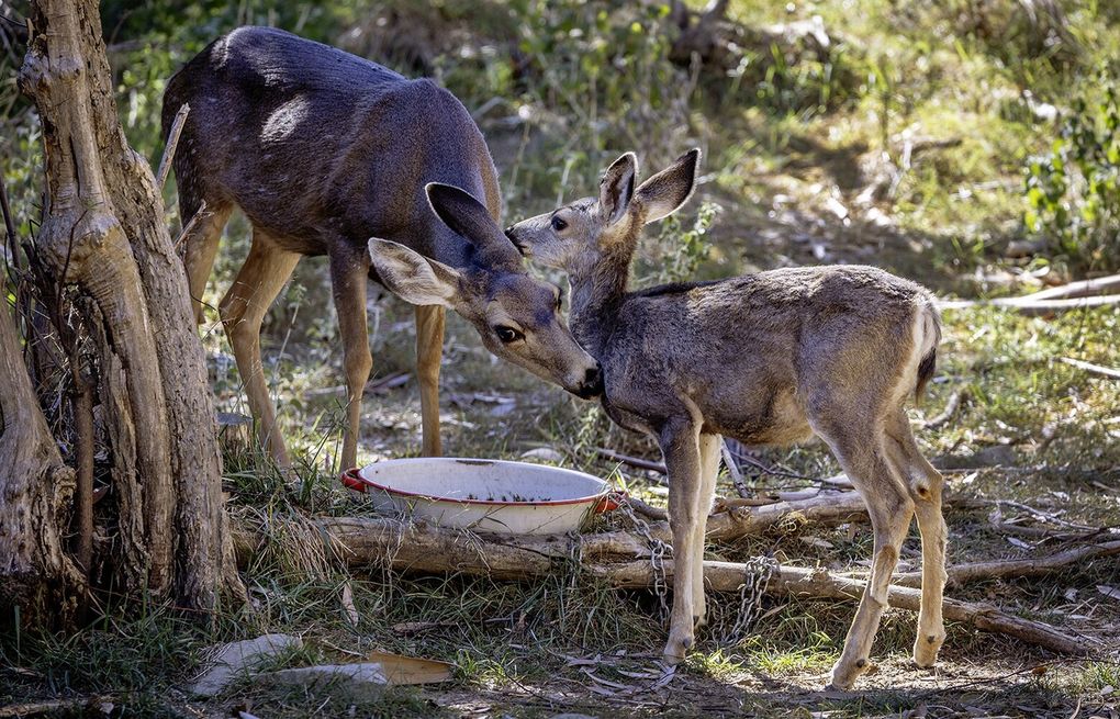Catalina Island's deer will be killed to restore its ecosystem | The  Seattle Times