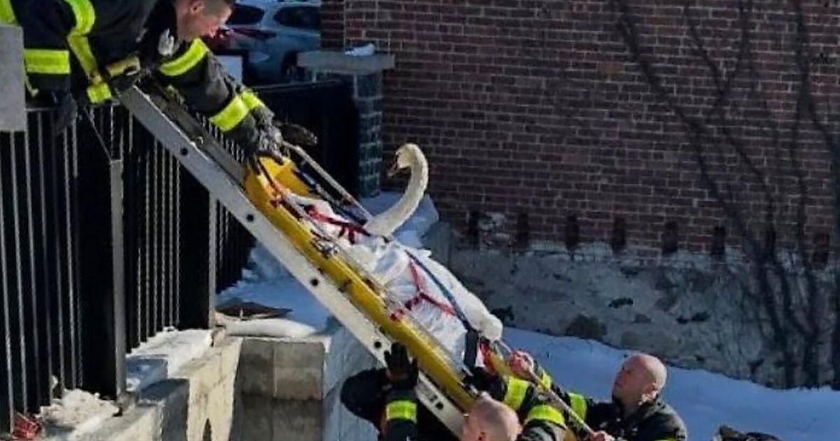 Firefighters rescue swan stuck in frozen Connecticut river | The ...