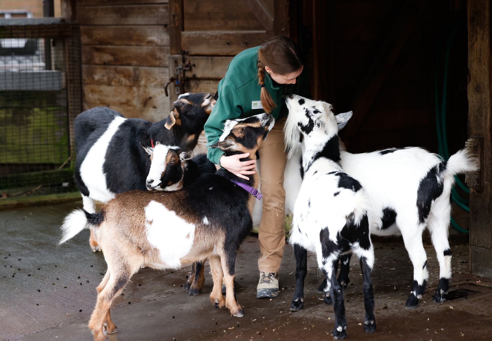 Keeper Rachel Zaft pets goats at Woodland Park Zoo in Seattle on Tuesday. (Karen Ducey / The Seattle Times)