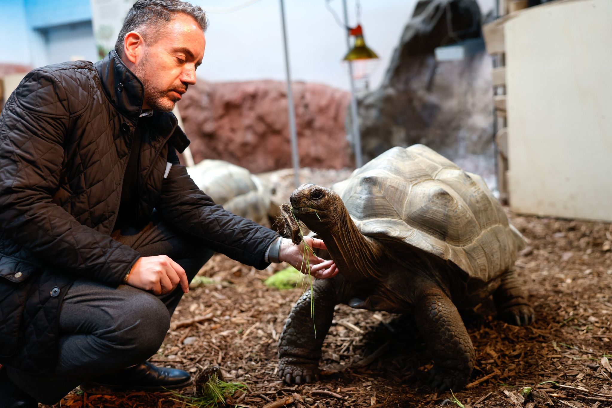 Luis Neves, senior director of animal care at Woodland Park Zoo, scratches Mary’s neck on Tuesday. (Karen Ducey / The Seattle Times)