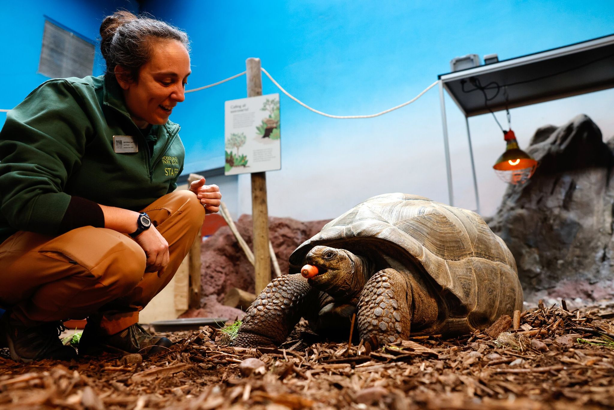Regina Smith, lead animal keeper, feeds Eliza, one of two giant tortoises, carrot in the quarantine area at Woodland Park Zoo in Seattle on Tuesday. The tortoises have been here since October, after being acquired at the Reptile Zoo in Monroe and donated to Woodland Park Zoo. (Karen Ducey / The Seattle Times)