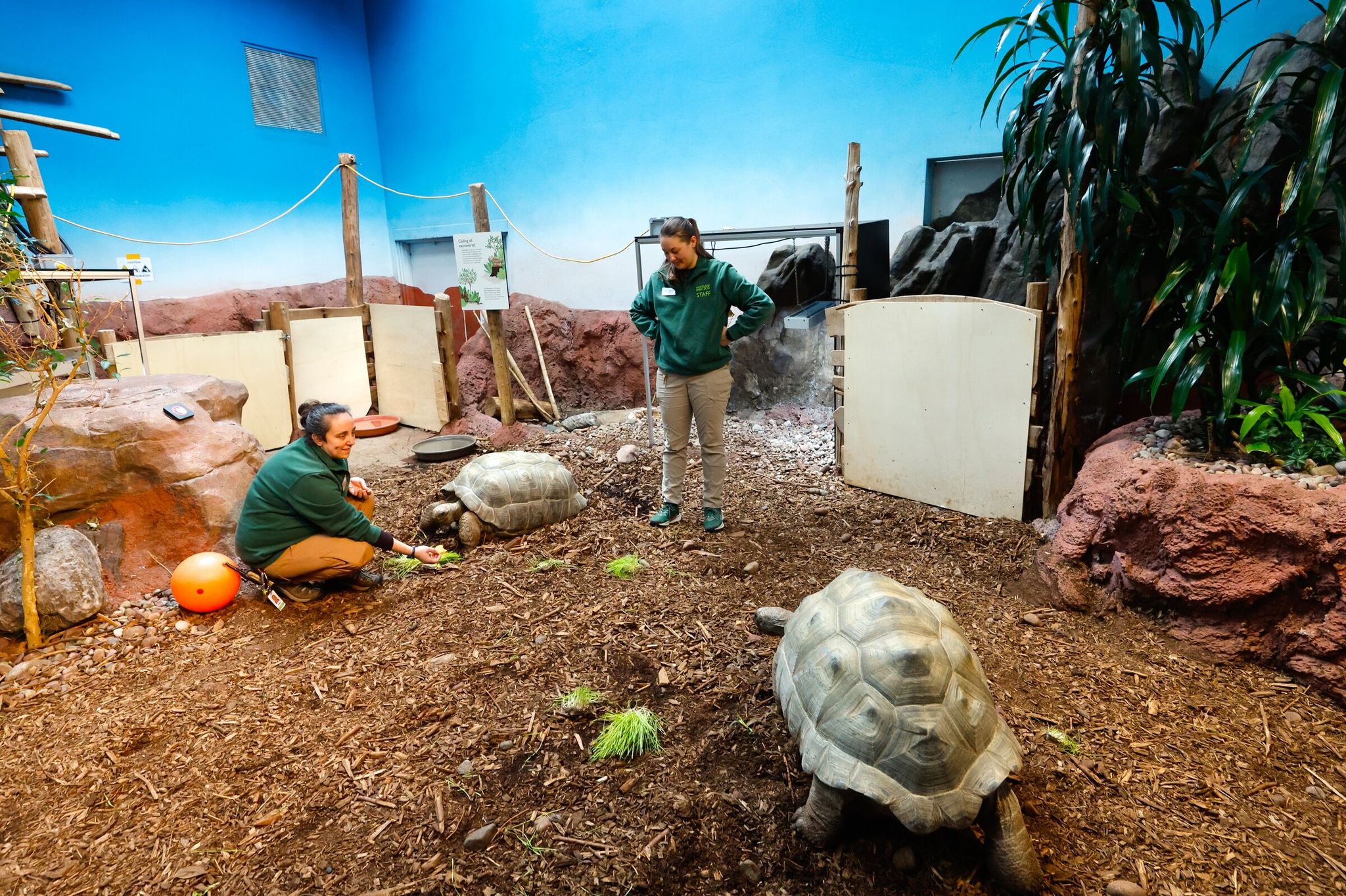 Lead animal keeper Regina Smith feeds Eliza wheatgrass on Tuesday, while Mary approaches keeper Shelby Stiles. The two giant tortoises are adjusting to life in the quarantine area at Woodland Park Zoo in Seattle. (Karen Ducey / The Seattle Times)