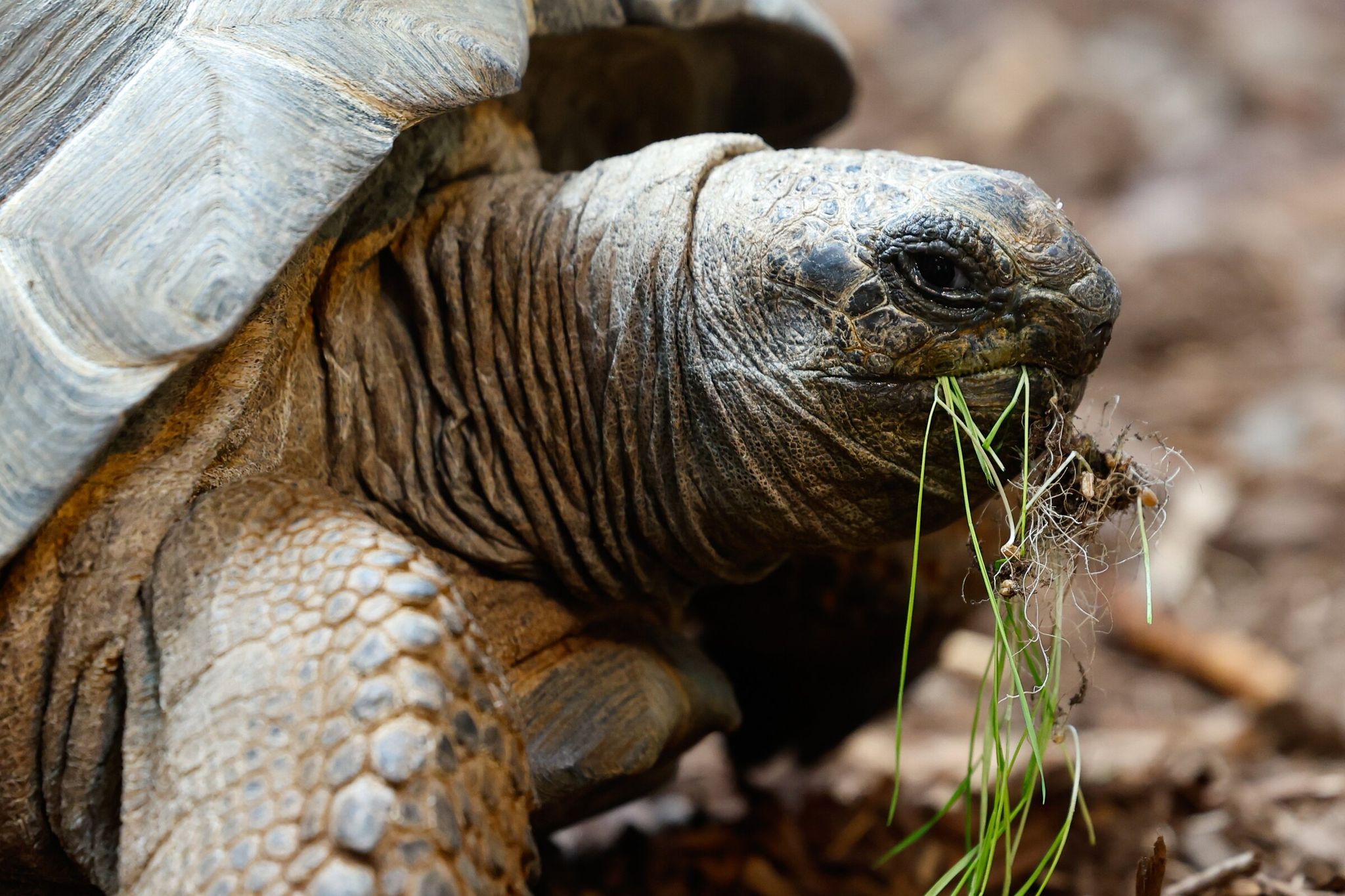 Mary, a giant tortoise, eats wheatgrass in her quarantine area at Woodland Park Zoo in Seattle on Tuesday. (Karen Ducey / The Seattle Times)