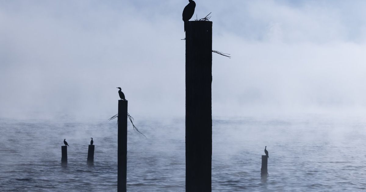 Dense morning fog settles over Seattle before rain returns this weekend