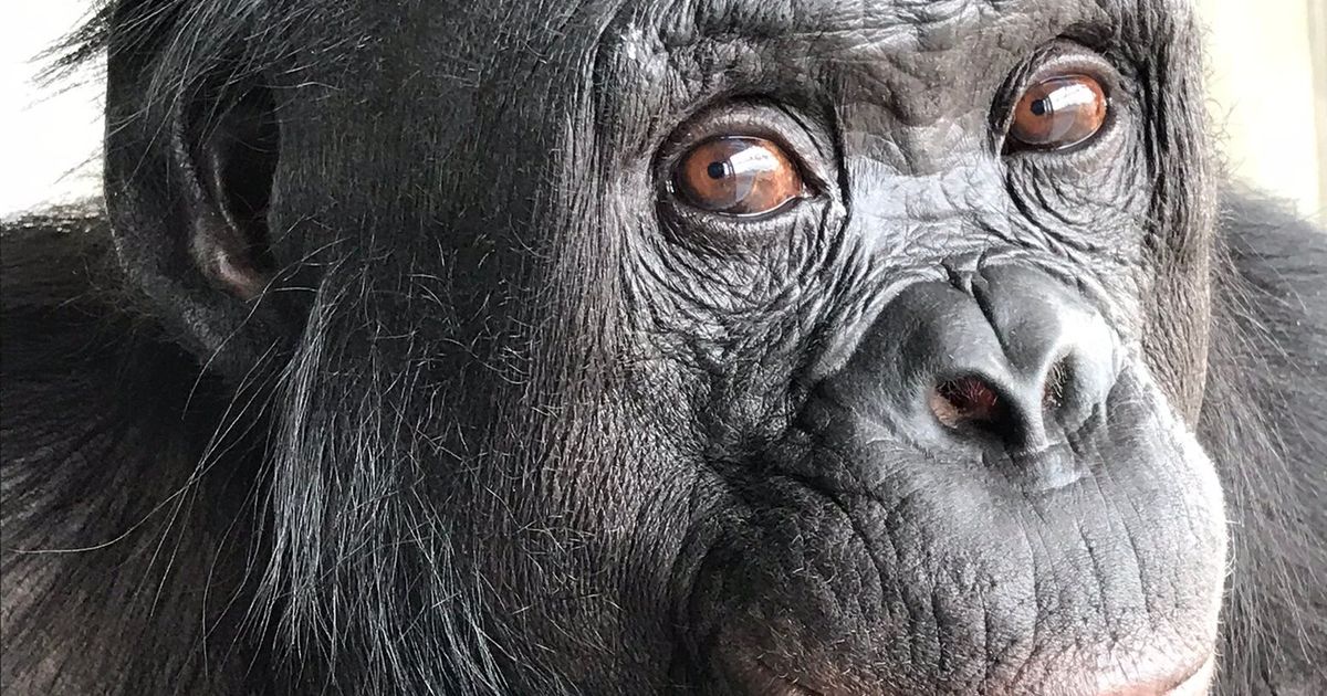 At a ‘Tea Party’ With Scientists, This Ape Showed Some Imagination ...