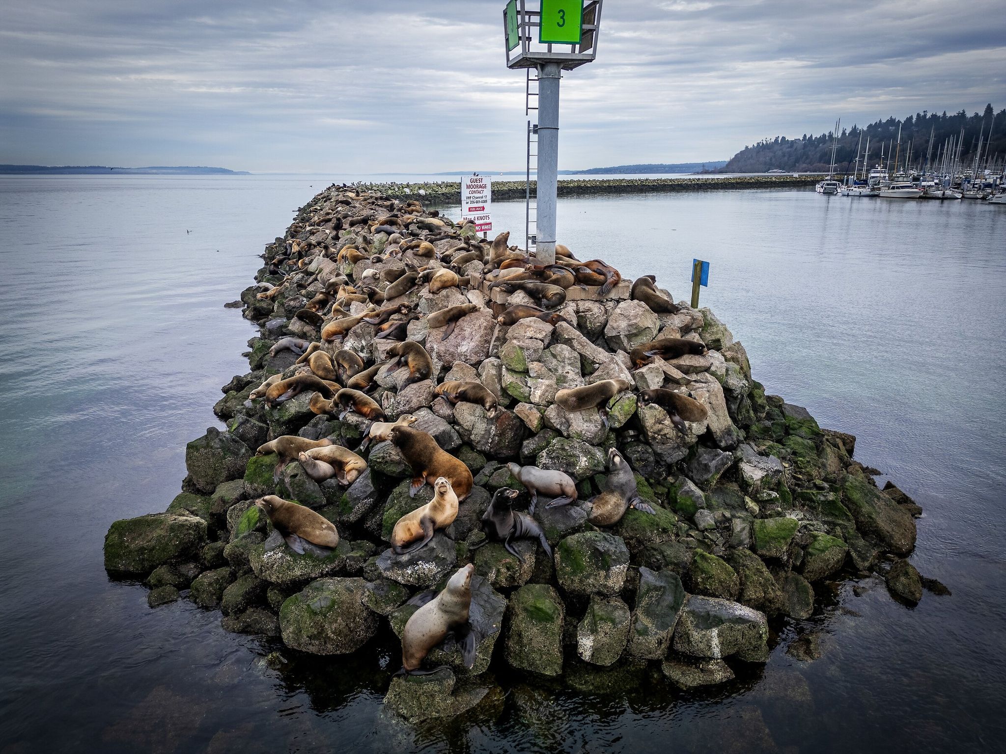 Sea lions loudly resting on the breakwater at Shilshole Bay Marina in Seattle last week as warm winter temperatures around 50 degrees Fahrenheit continue. (Ken Lambert / The Seattle Times)