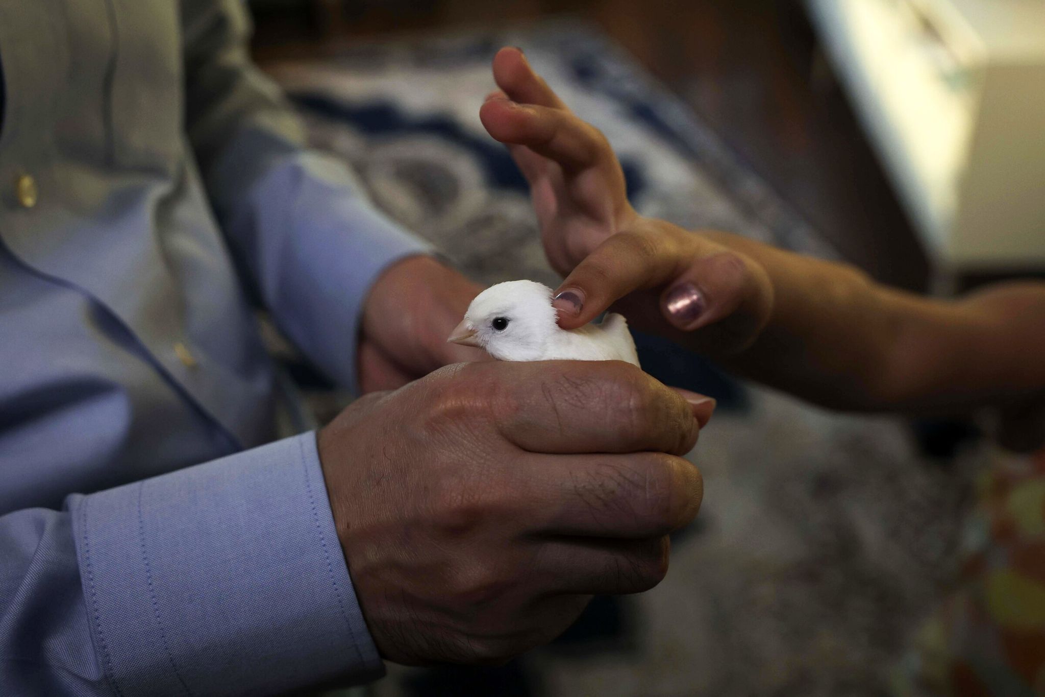 Sayed shows a pet canary while his younger daughter pets the bird in their Seattle apartment last month. In 2021 he fled Afghanistan with his family and now works for a nonprofit helping immigrants from the Middle East and Somalia in Washington state. (Ivy Ceballo / The Seattle Times)