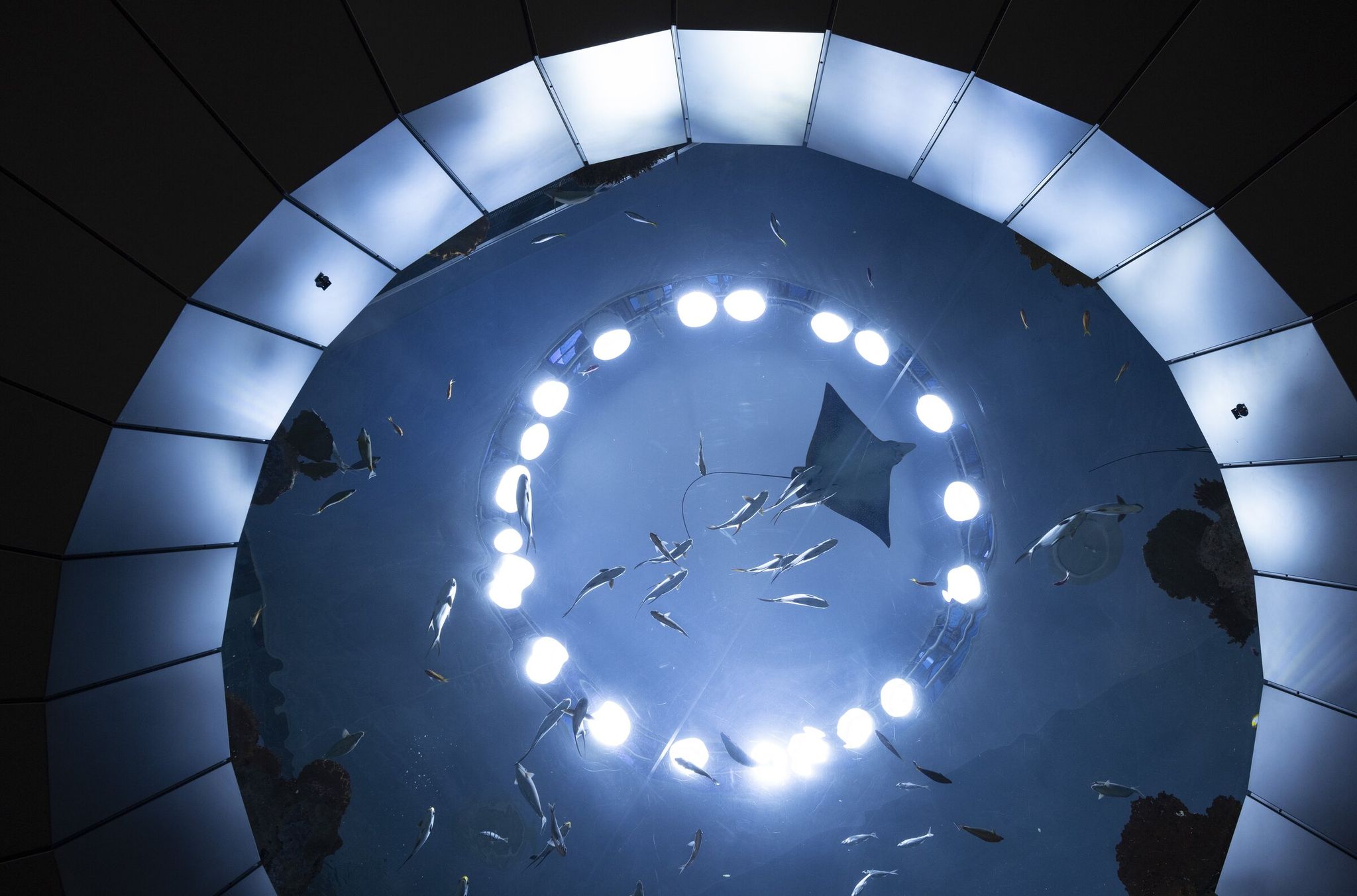 Visitors to Seattle’s waterfront can see sharks, rays, tropical fish and more for free through an 18-foot-diameter porthole at the Seattle Aquarium’s Ocean Pavilion, photographed Friday. The window is located right at the pavilion’s main entrance. The tank holds 500,000 gallons of water. (Ellen M. Banner / The Seattle Times)