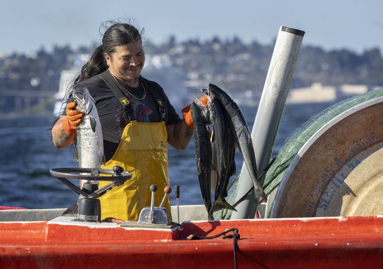 Tyson Simmons, aboard his bowpicker boat The Shaker, admires some of the coho salmon caught on Elliott Bay in September. (Ellen M. Banner / The Seattle Times)