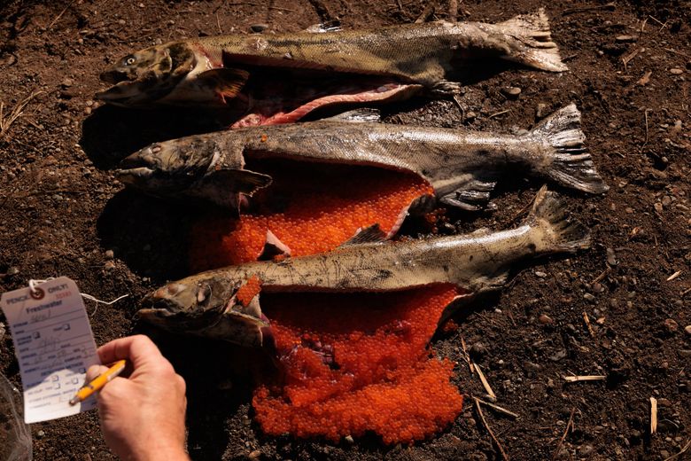 Scientific technician Dan Estell collects data on female Chinook that died before spawning at Flaming Geyser State Park. Surveys led by the Muckleshoot Tribe and the state Department of Fish and Wildlife tally live pink salmon and Chinook nests, called redds. The counts help estimate how many adult Chinook are likely to return to spawn each autumn. (Erika Schultz / The Seattle Times)