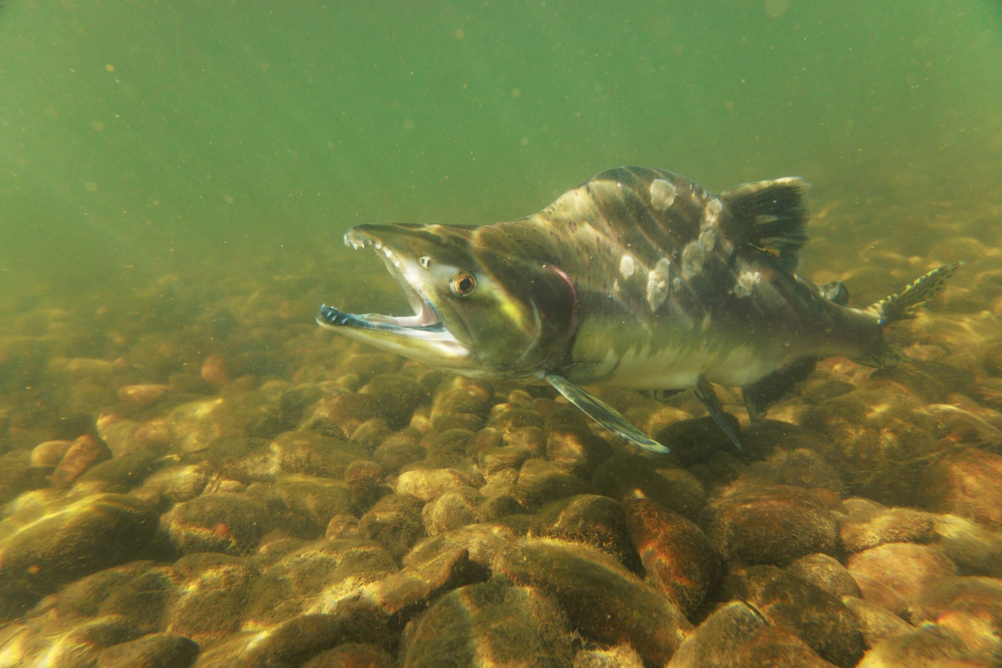 On the Green River a male pink salmon returns to its natal waters at the end of life. The characteristic hump, found only on spawning males, gave the species the name “humpback” (pink salmon). (Erika Schultz / The Seattle Times)