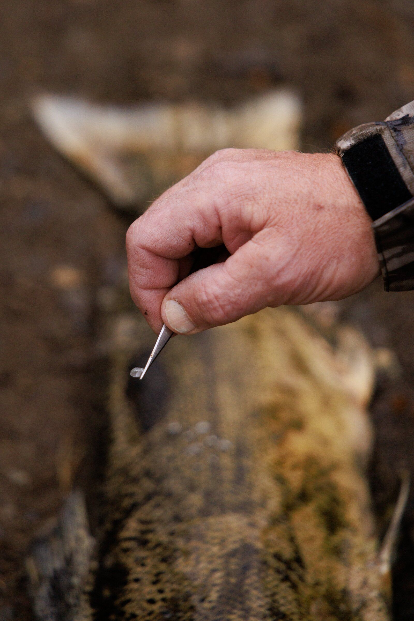 Dan Estell, a science technician with the state Department of Fish and Wildlife, collects scale samples from coho on the Green River last September. In the lab the scales will be examined under a microscope, like tree rings. The scales of sockeye showed years of slowed growth that coincided with pink salmon abundance. (Erika Schultz / The Seattle Times)
