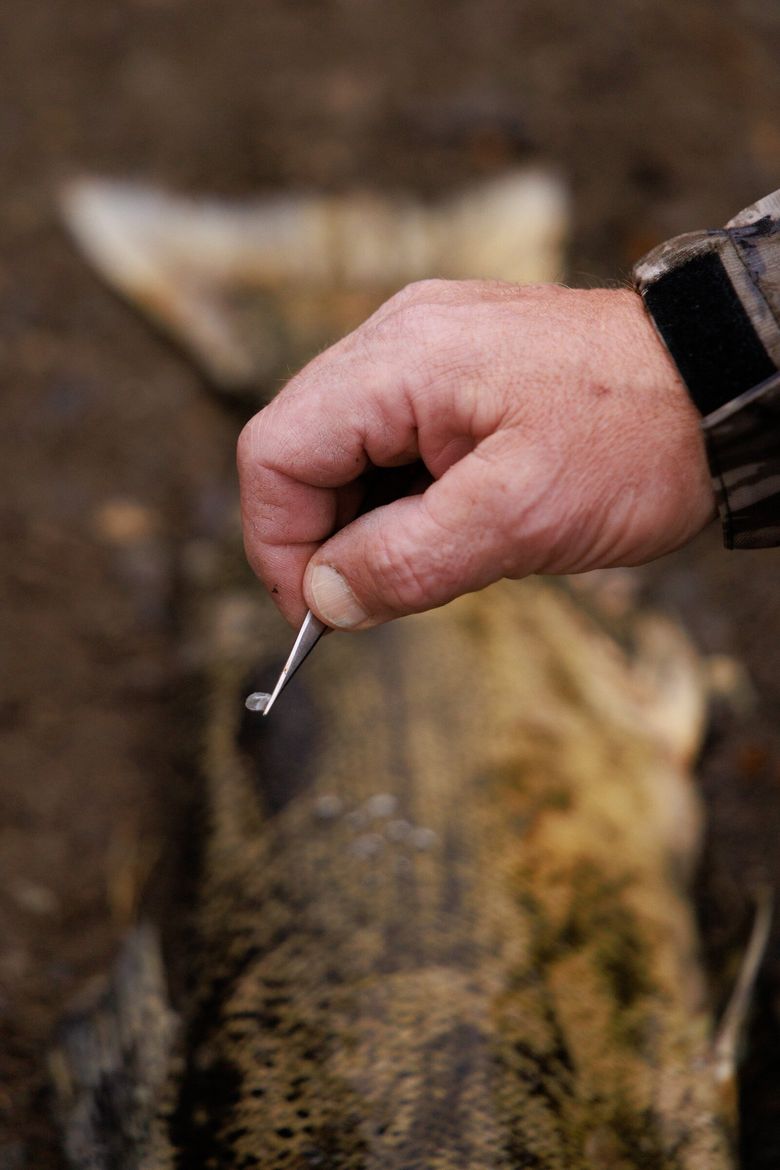 Dan Estell, scientific technician for the state Department of Fish and Wildlife, collects scale samples on Chinook salmon on the Green River last September. At the laboratory, the scales will be read under a microscope like tree rings. Sockeye scales have shown years of stunted growth that coincided with pink salmon abundance. (Erika Schultz / The Seattle Times)